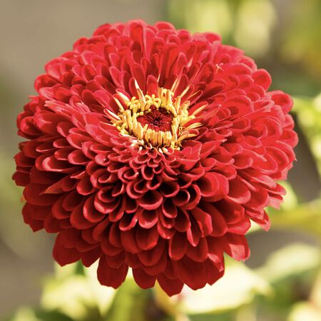 Benary's Giant Scarlet, Zinnia Seeds - 25,000 Seeds image number null